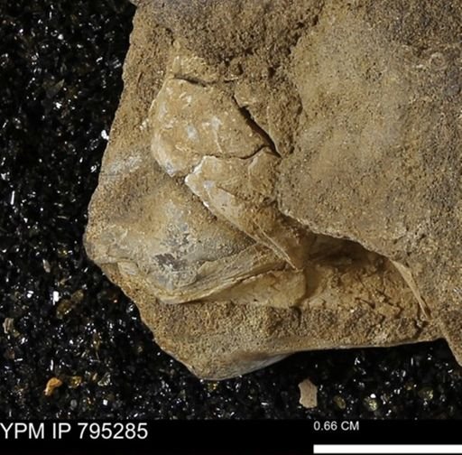undet. Bakevelliidae