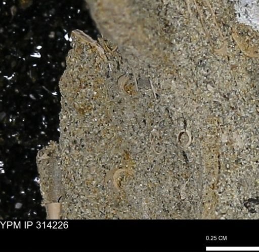 undet. Scaphopoda