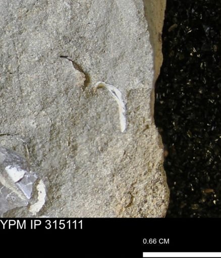 undet. Bivalvia
