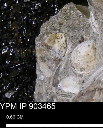 Corbulamella sp.