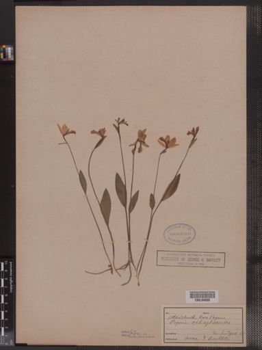 Pogonia ophioglossoides