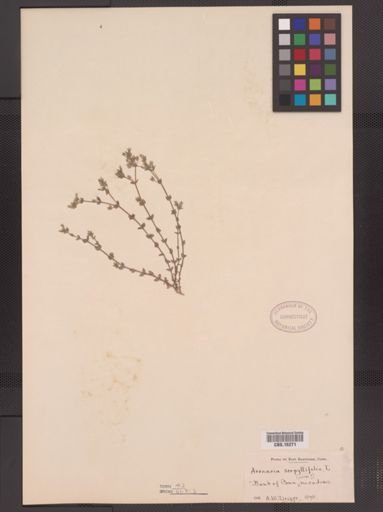 Arenaria serpyllifolia
