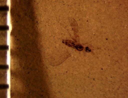 undet. Diptera