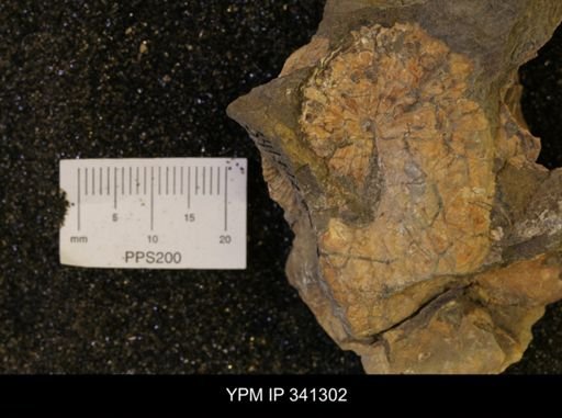 Scaphites sp.