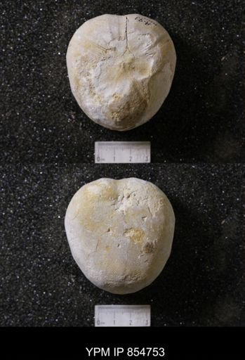 Macraster elegans