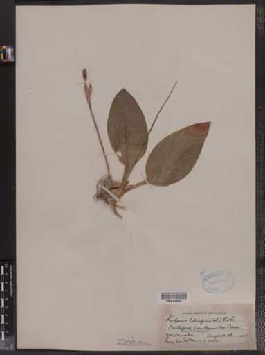 Liparis liliifolia