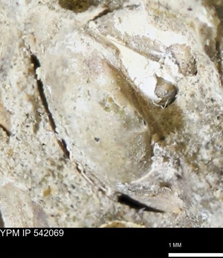 Corbulamella gregaria