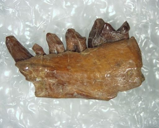 Aphronorus fraudator