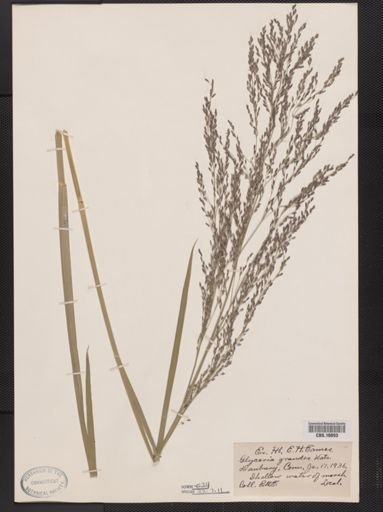 Glyceria grandis