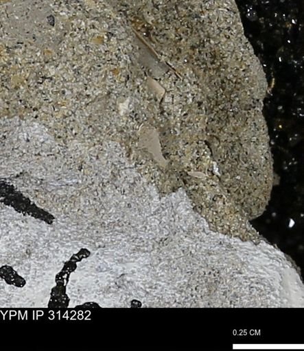 undet. Scaphopoda