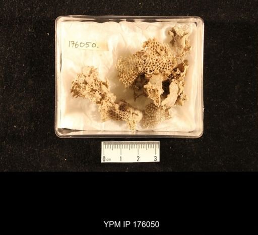 undet. Fenestellidae