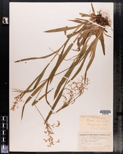 Luzula parviflora
