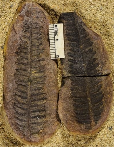 Pecopteris