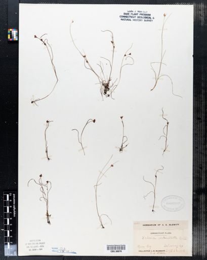 Scleria verticillata