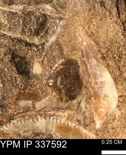 Ostrea translucida