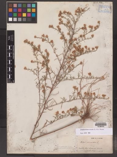 Symphyotrichum ericoides