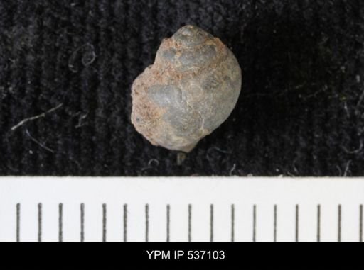 Viviparus montanaensis