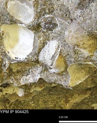 Corbulamella sp.