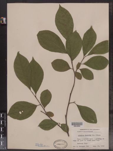 Lindera benzoin