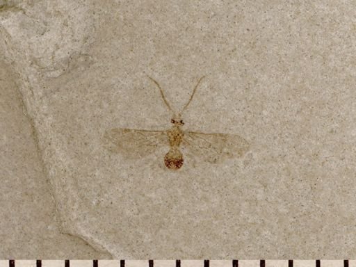 undet. Hymenoptera