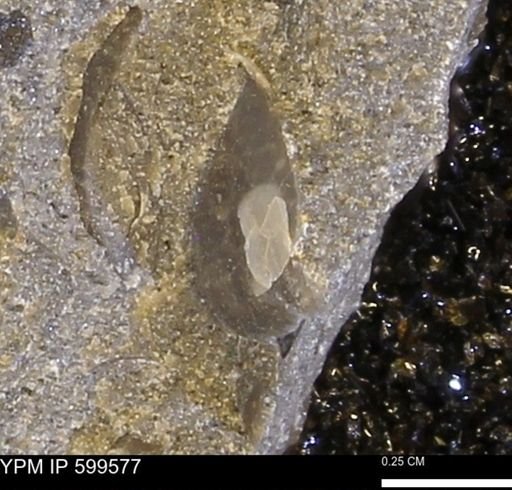 Protocardia subquadrata