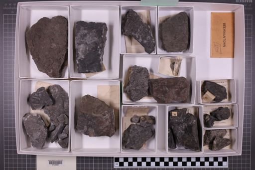 mixed taxa, stratigraphic collection