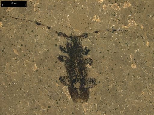 undet. Cerambycidae