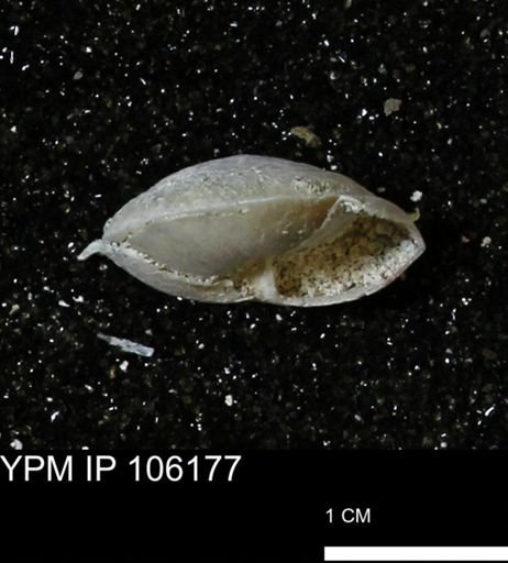 Poecilozonites bermudensis zonatus