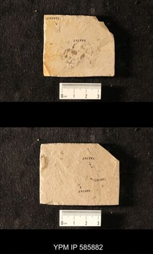 undet. Coleoptera