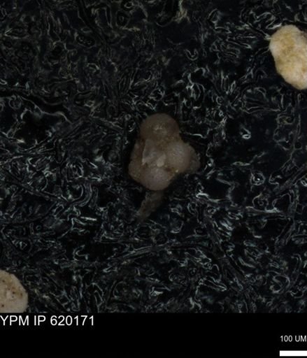 undet. Foraminiferida