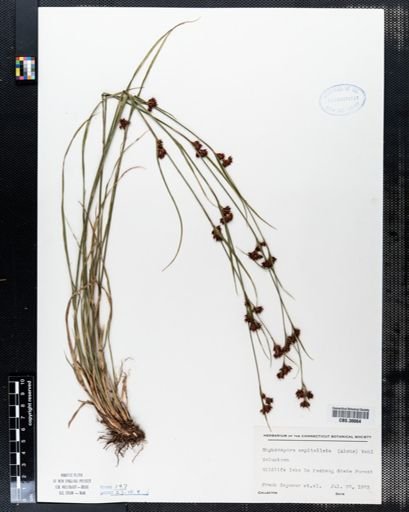 Rhynchospora capitellata