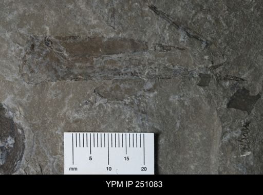 undet. Phyllocarida