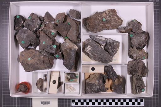 mixed taxa, stratigraphic collection