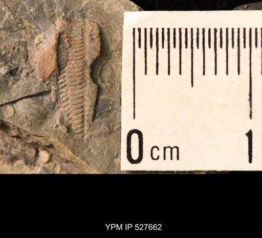 Pentremites sp.
