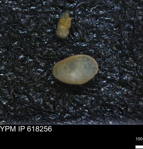 undet. Ostracoda