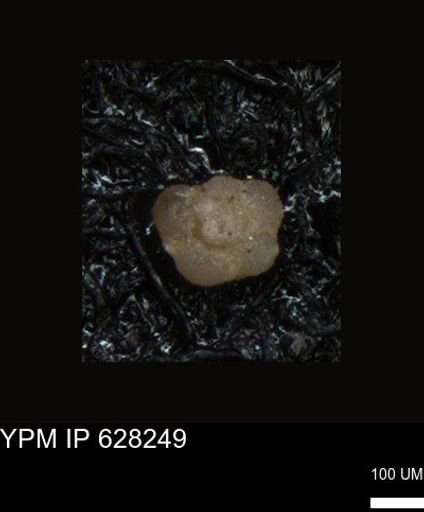 undet. Foraminiferida