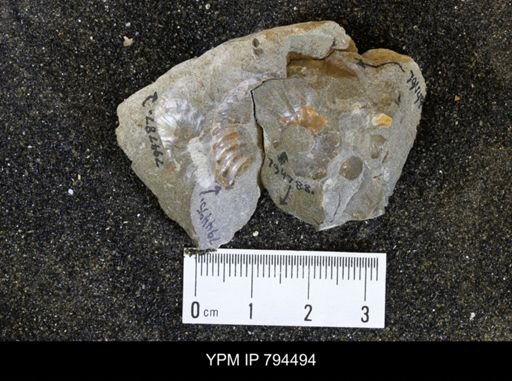 Hoploscaphites