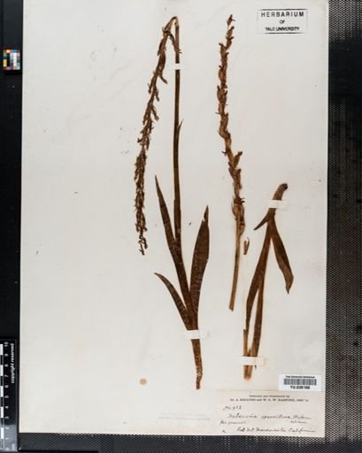 Habenaria