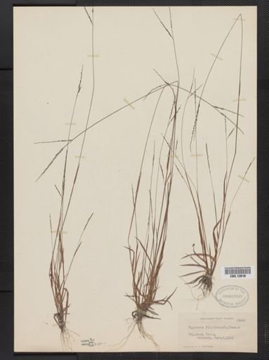 Digitaria filiformis