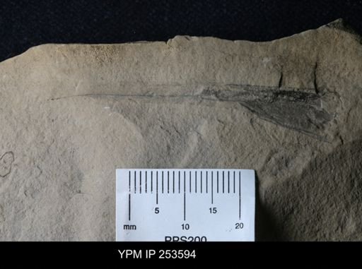 Dolichopterus jewetti