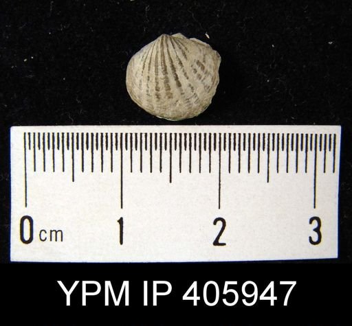 Anoplotheca hemispherica