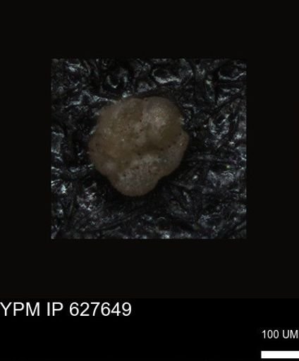 undet. Foraminiferida
