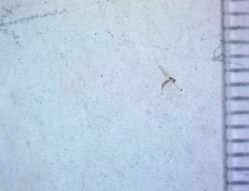 undet. Diptera