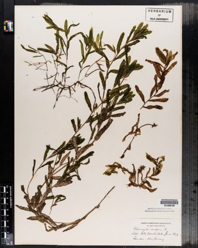Potamogeton crispus