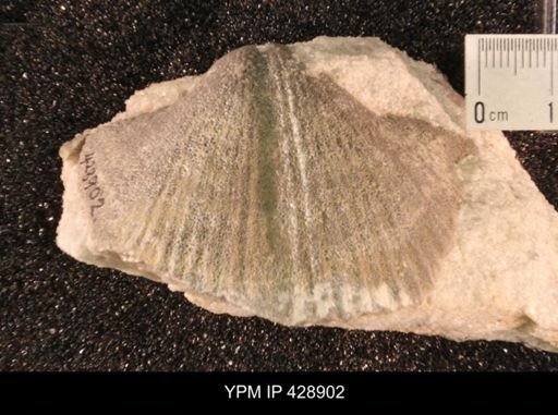 Costispirifer sp.