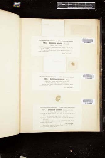 Selenastrum minutum