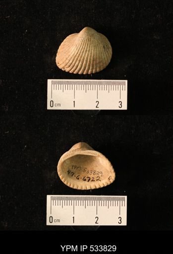 Arca transversa