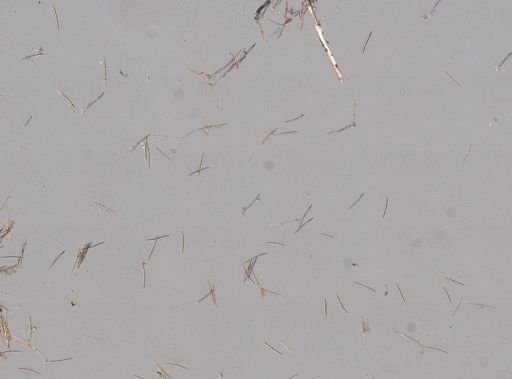 Haliclona cinerea?