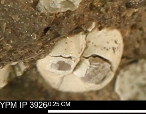 Protocardia subquadrata
