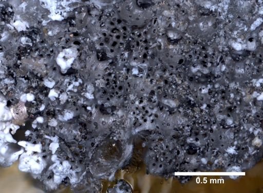 Cribrilina punctata
